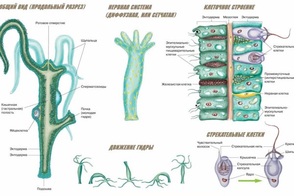 Kraken https